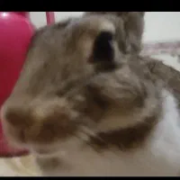 خرگوش سفید قهوه ای