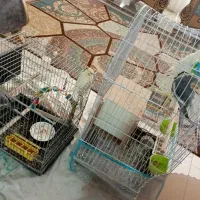 دوجفت عروس هلندی