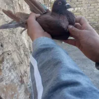 کفتر|پرنده|ماهدشت, |دیوار