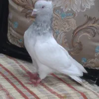 کبوتر کفتر کله الماسی