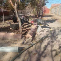 ۷عددبوقلمو