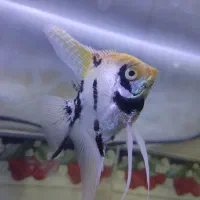 ماهی انجل سفید مشکی و بلک