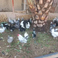 تخم مرغ گلین ریشو چهل پنگوهنی|خوردنی و آشامیدنی|شوشتر, |دیوار