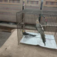 عروس هلندی|پرنده|رشت, فخب|دیوار