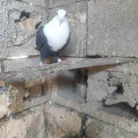 کبوتر کله سفید ماده جوان سالم سالم به شرط تخم وبچ|پرنده|گتوند, |دیوار