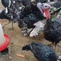 فروش تعدادی بوقلمون نر و ماده