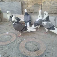 کبوتر شازده  ابلق  سبز   تهرونی   فلاورجان|پرنده|اصفهان, کوی امیریه|دیوار