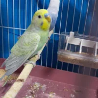 دو جفت مرغ عشق|پرنده|بندر ماهشهر, |دیوار