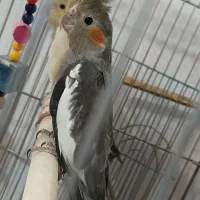 دو عدد عروس هلندی نر|پرنده|بناب, |دیوار