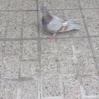 کفتر مسافتی جفت|پرنده|مشهد, پروین اعتصامی|دیوار