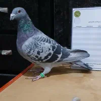 کفتر مسافتی و شناسنامه دار|پرنده|خرامه, |دیوار