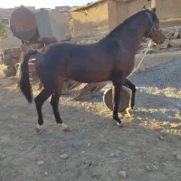 کره اصیل کورد