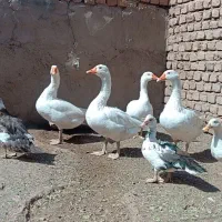 غاز و اردک با خروس|حیوانات مزرعه|میان جلگه, |دیوار