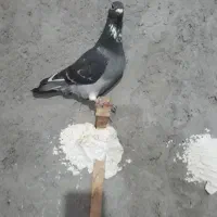 کفتر|پرنده|گرگان, |دیوار