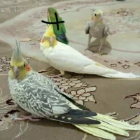 عروس هلندی|پرنده|مشهد, پنجتن|دیوار