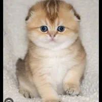 بازارچه اسکاتیش گلد|گربه|تهران, پونک|دیوار