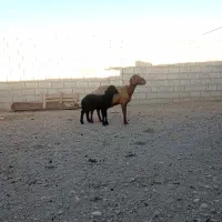 میش بره
