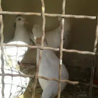 گرفتنی 7عدد|پرنده|سراب, |دیوار