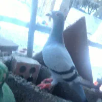 کفتر|پرنده|جیرفت, |دیوار