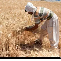 کارگر دروگر جو