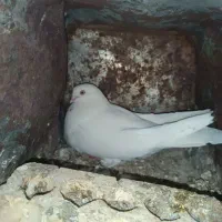 کبوتر