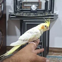 فروش جوجه عروس لوتینو رام دونخور