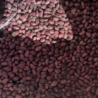 لوبیا قرمز|خوردنی و آشامیدنی|آوج, |دیوار