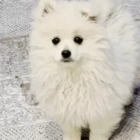 پامر چاپانیز|حیوانات|اصفهان, شاه پسند|دیوار