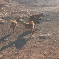 بز وبزغاله|حیوانات مزرعه|خرمآباد, |دیوار