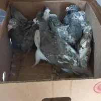 آتم سرور شکلاتی عالی|پرنده|سیلوانه, |دیوار