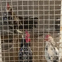 فروس مرغ و خروس محلی