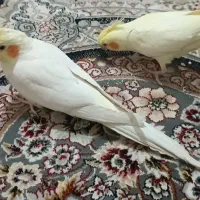 گمشده، عروس هلندی