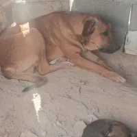 طوله سگ|سگ|مهران (ایلام), |دیوار