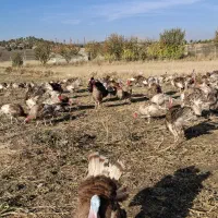 بوقلمون محلی