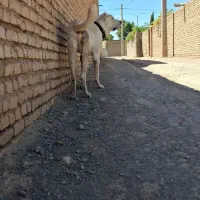 توله افغان سن یک سال ونیم