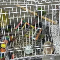 طوطی گریینچیک