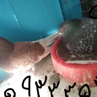 یک. جفت کفتر دم سفید