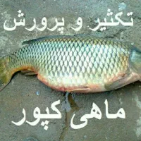 انواع ماهی زنده آمور کپور فتیفاک گرمابی|ماهی|گرگان, |دیوار