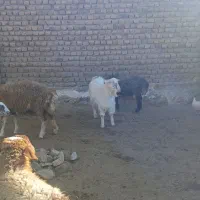 یک راس بزغاله چاق