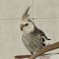 عروس هلندی دستی