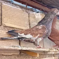 کبوتر 8عدد سالم سرحال دم درخونه تحویل میگیری|پرنده|اهواز, کمپلو جنوبی|دیوار