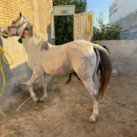 فروش مادیان ابستن همراه با کره نریون