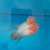 فلاور هورن تایلندی|ماهی|قزوین, |دیوار