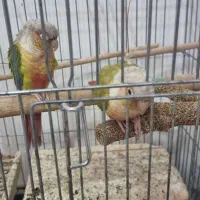 گیرینچیک|پرنده|صدرا-فارس, فاز ۲|دیوار