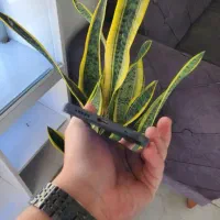 note11 s|موبایل|مشهد, شهید قربانی|دیوار