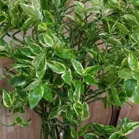 گل پدیلانتوس ابلق طبیعی|گل و گیاه طبیعی|بانه, |دیوار