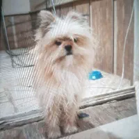 سگ یا پت بامزه و باهوش|سگ|مشهد, هفت تیر (حافظ)|دیوار