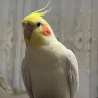 طوطی عروس نر سخنگو