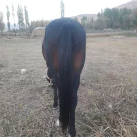 اسب یورقه .ترکمن عرب|اسب و تجهیزات اسبسواری|فیروزکوه, |دیوار