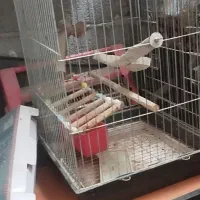 قفس پرنده|لوازم جانبی حیوانات|محمودآباد, |دیوار